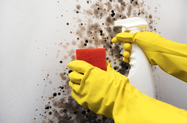 Best Commercial Mold Remediation in Bay Shore, NY